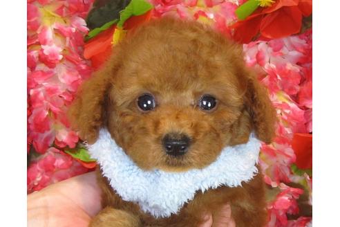 成約済の茨城県のトイプードル-33896の1枚目