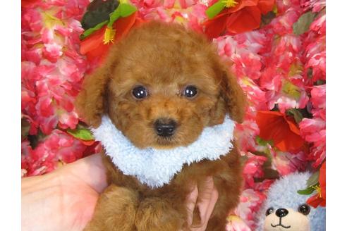 成約済の茨城県のトイプードル-33896の2枚目