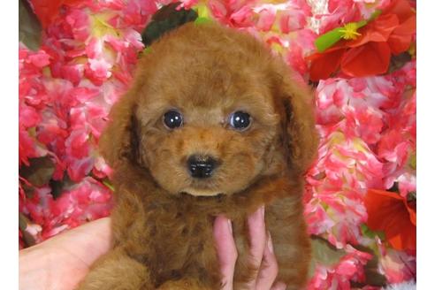 成約済の茨城県のトイプードル-33896の3枚目