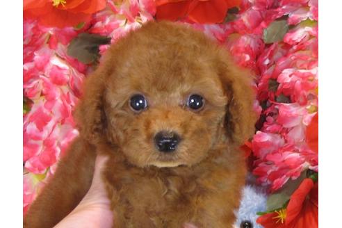 成約済の茨城県のトイプードル-33896の4枚目