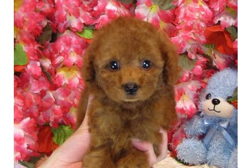 成約済の茨城県のトイプードル-33896の5枚目