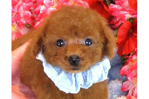 成約済の茨城県のトイプードル-33897の3枚目