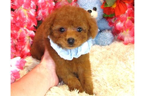 成約済の茨城県のトイプードル-33897の4枚目