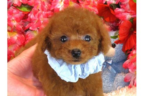 成約済の茨城県のトイプードル-33897の5枚目