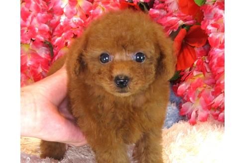 成約済の茨城県のトイプードル-33897の1枚目