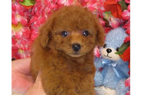 成約済の茨城県のトイプードル-33897の2枚目