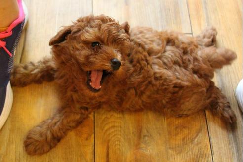 成約済の愛知県のトイプードル-32201の5枚目