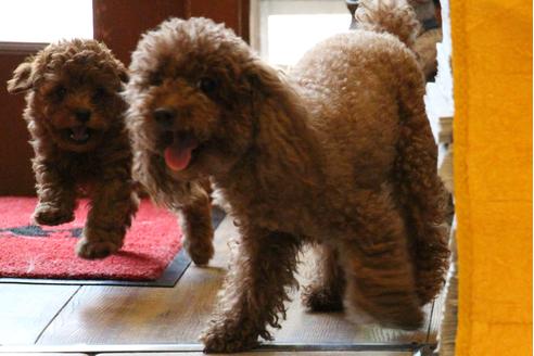 成約済の愛知県のトイプードル-32201の4枚目