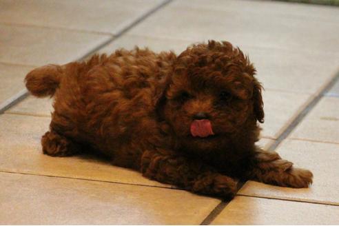 成約済の愛知県のトイプードル-32201の2枚目