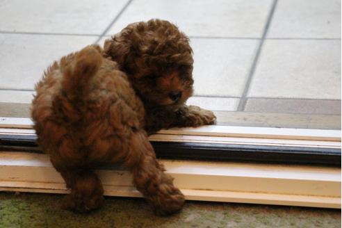 成約済の愛知県のトイプードル-32201の1枚目