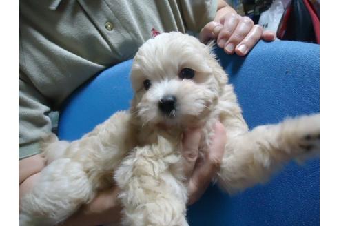 成約済の栃木県のミックス犬-31679の3枚目