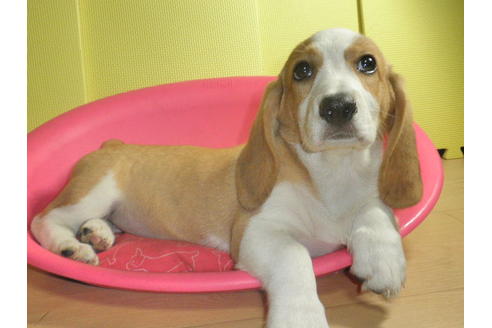 成約済の神奈川県のミックス犬-31614の4枚目