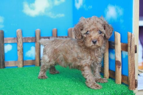 成約済の滋賀県のトイプードル-33910の2枚目