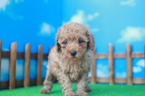 成約済の滋賀県のトイプードル-33911の2枚目