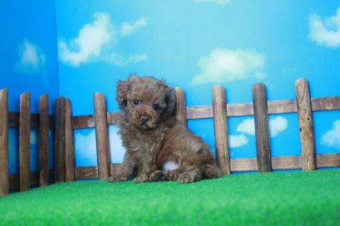 成約済の滋賀県のトイプードル-33912の2枚目