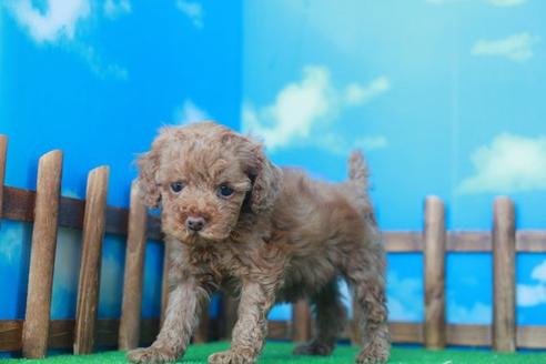 成約済の滋賀県のトイプードル-33912の1枚目