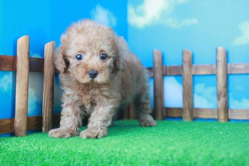 成約済の滋賀県のトイプードル-33913の2枚目