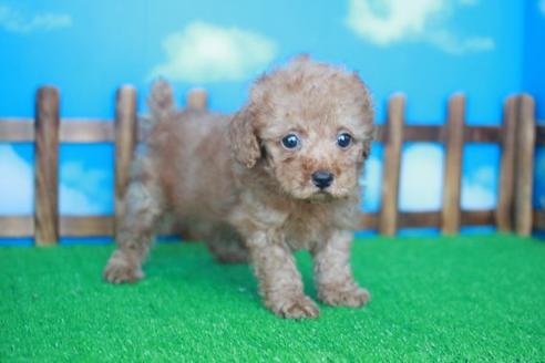 成約済の滋賀県のトイプードル-33913の1枚目