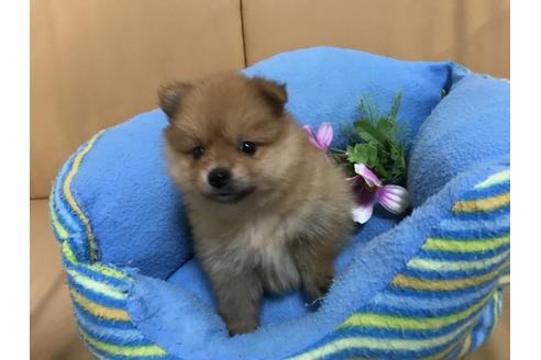 成約済の栃木県のポメラニアン-33922の1枚目