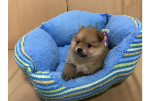成約済の栃木県のポメラニアン-33922の2枚目