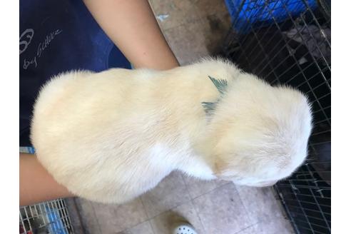 成約済の茨城県のラブラドールレトリーバー-33971の1枚目