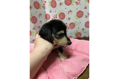 成約済の愛知県のミニチュアダックスフンド-33984の1枚目
