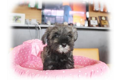 成約済の大阪府のミニチュアシュナウザー-33987の1枚目