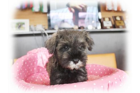 成約済の大阪府のミニチュアシュナウザー-33987の2枚目