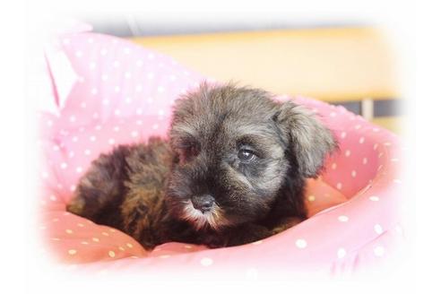 成約済の大阪府のミニチュアシュナウザー-33987の3枚目