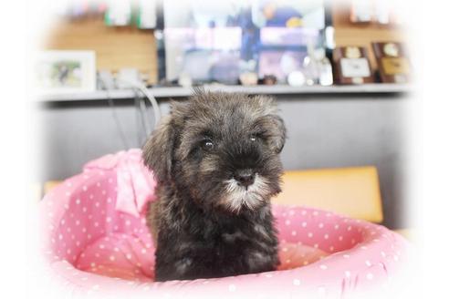 成約済の大阪府のミニチュアシュナウザー-33987の4枚目