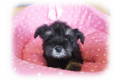 成約済の大阪府のミニチュアシュナウザー-33988の2枚目