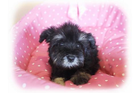 成約済の大阪府のミニチュアシュナウザー-33988の3枚目