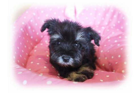 成約済の大阪府のミニチュアシュナウザー-33988の4枚目