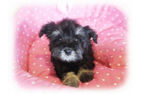 成約済の大阪府のミニチュアシュナウザー-33988の5枚目