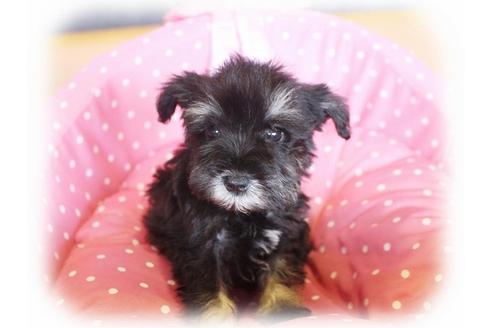 成約済の大阪府のミニチュアシュナウザー-33988の1枚目