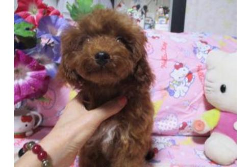 子犬