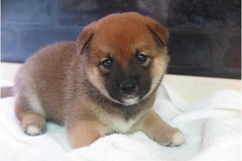 成約済の大阪府の柴犬-34013の1枚目