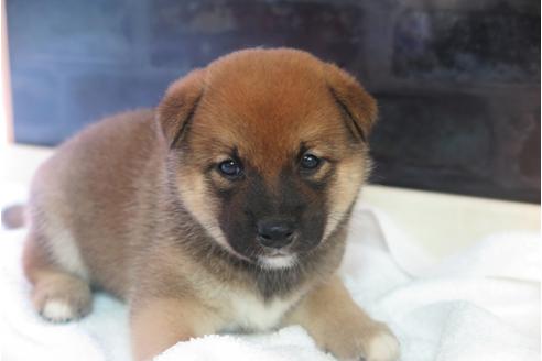 成約済の大阪府の柴犬-34013の2枚目