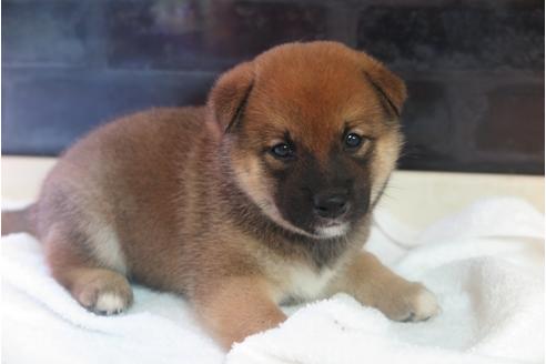 成約済の大阪府の柴犬-34013の3枚目