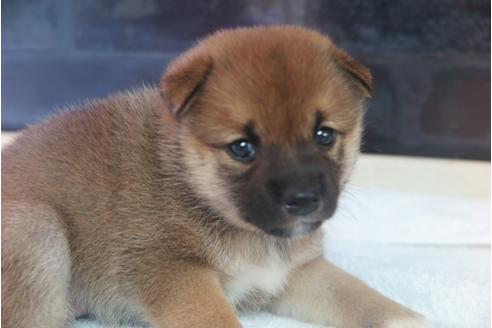 成約済の大阪府の柴犬-34014の1枚目