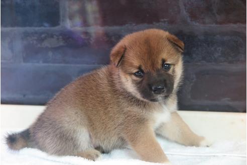 成約済の大阪府の柴犬-34014の2枚目