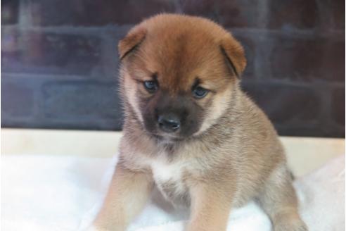 成約済の大阪府の柴犬-34014の3枚目