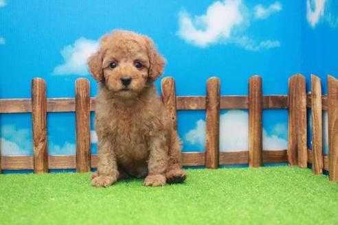 成約済の滋賀県のトイプードル-34015の1枚目