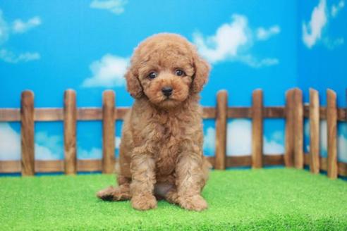 成約済の滋賀県のトイプードル-34016の2枚目