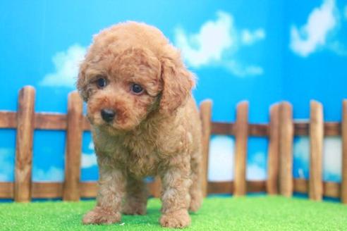 成約済の滋賀県のトイプードル-34016の1枚目