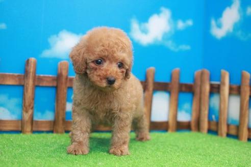 成約済の滋賀県のトイプードル-34017の2枚目