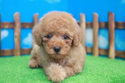 成約済の滋賀県のトイプードル-34017の1枚目