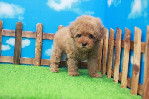 成約済の滋賀県のトイプードル-34018の1枚目