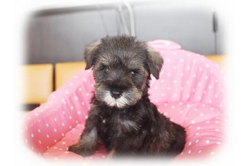 成約済の大阪府のミニチュアシュナウザー-34020の1枚目