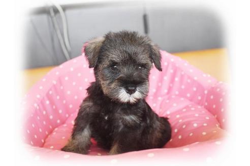 成約済の大阪府のミニチュアシュナウザー-34020の2枚目